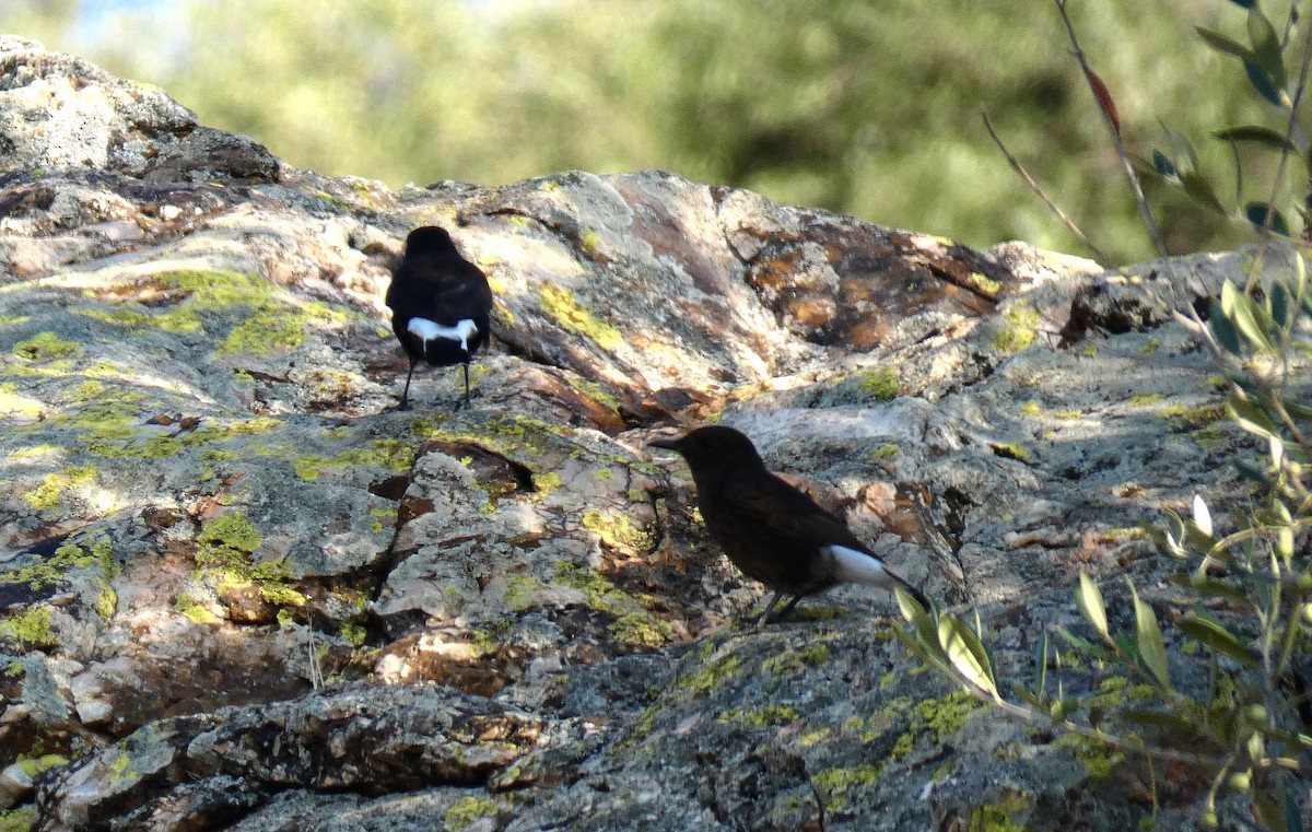 Black Wheatear - ML644658437