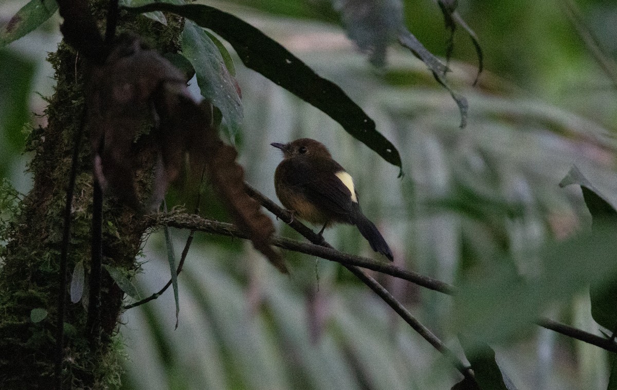 Tawny-breasted Flycatcher - ML644658440