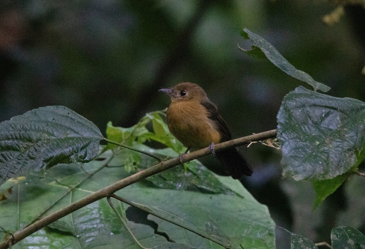 Tawny-breasted Flycatcher - ML644658441
