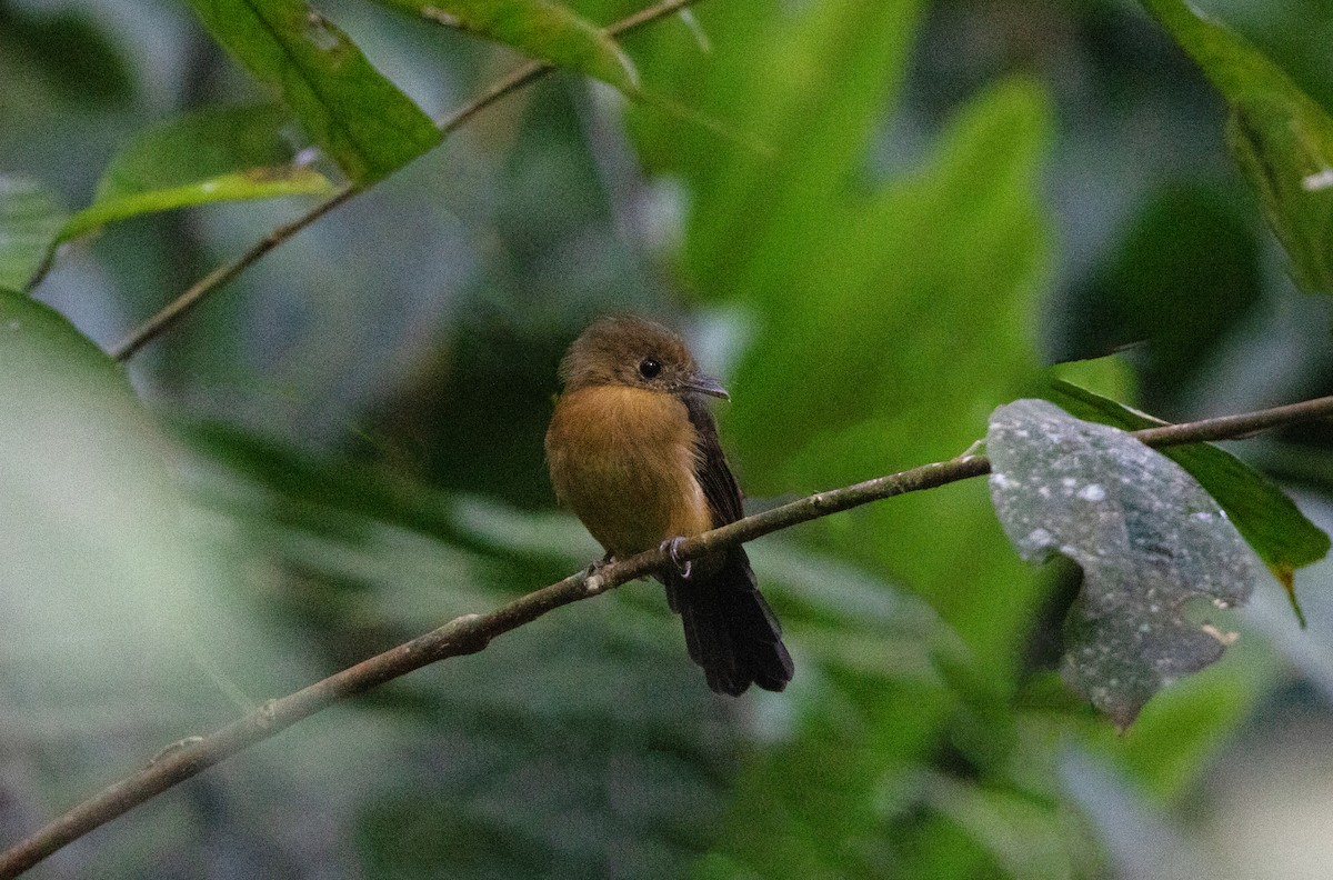 Tawny-breasted Flycatcher - ML644658443