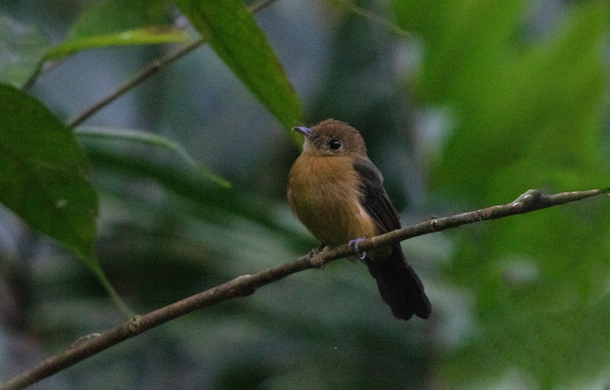 Tawny-breasted Flycatcher - ML644658444