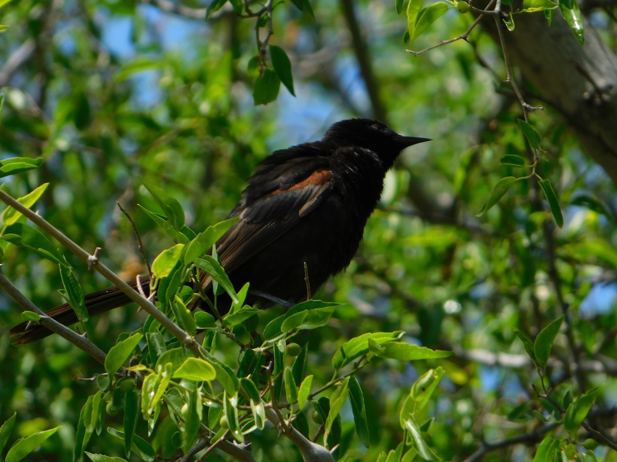 plettrupial - ML644658445