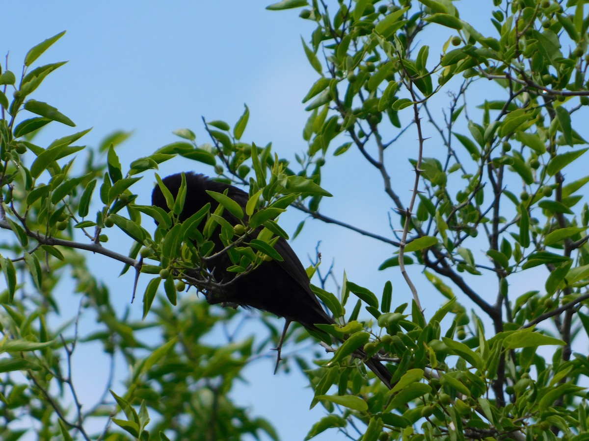 Oriole variable - ML644658446