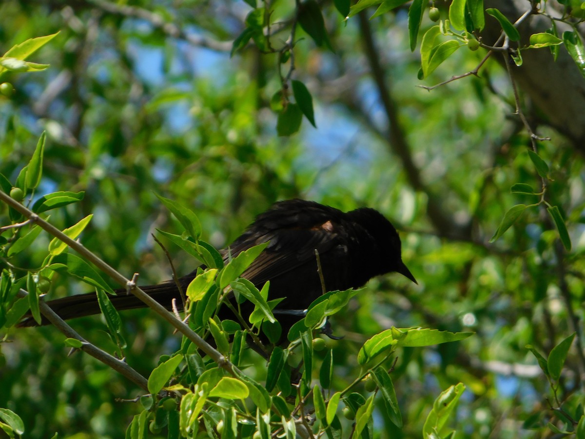 Oriole variable - ML644658447