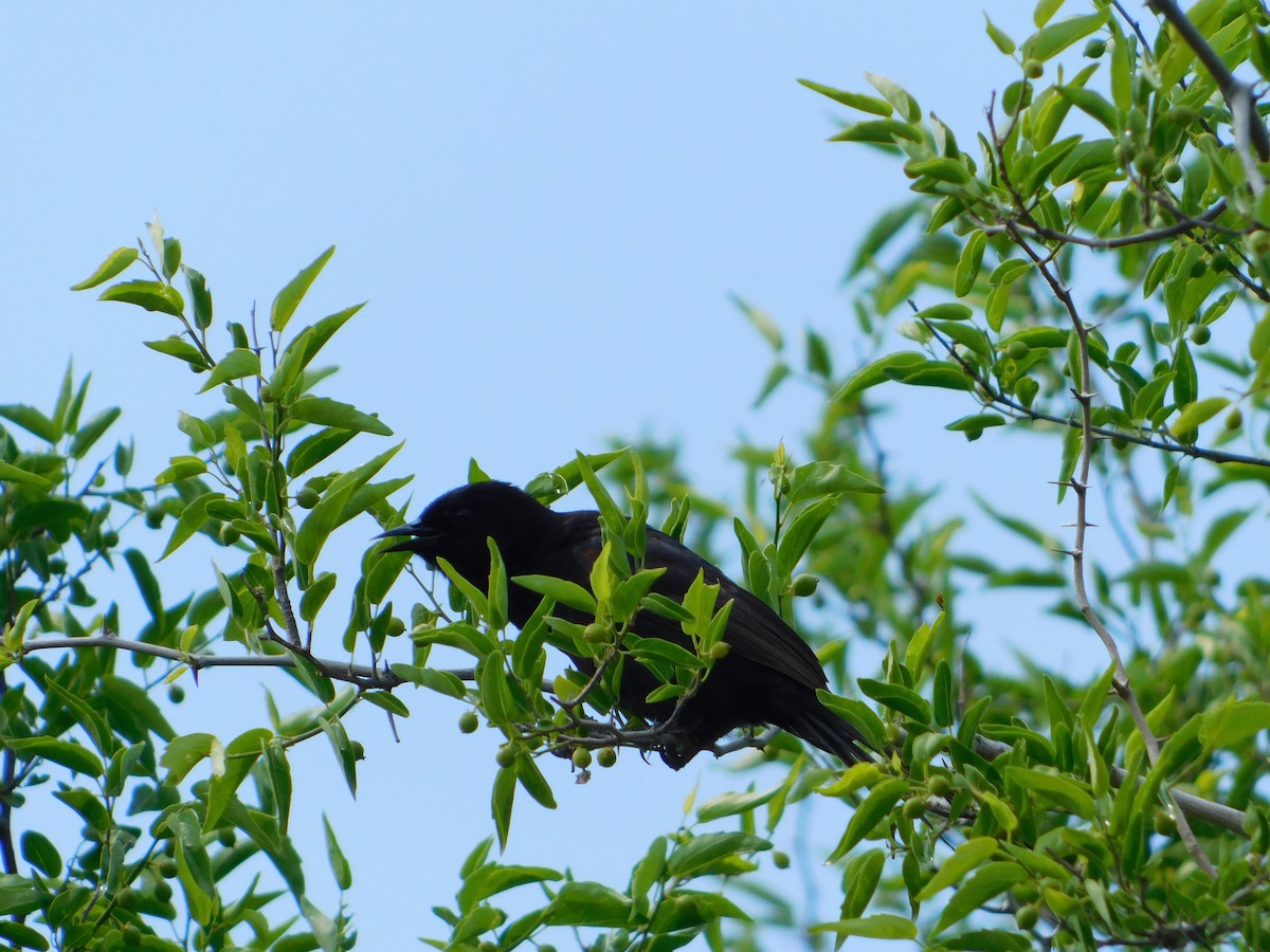 plettrupial - ML644658448