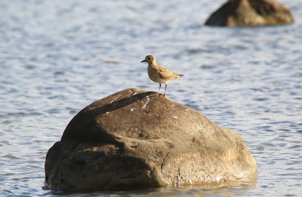 European Golden-Plover - ML644658453