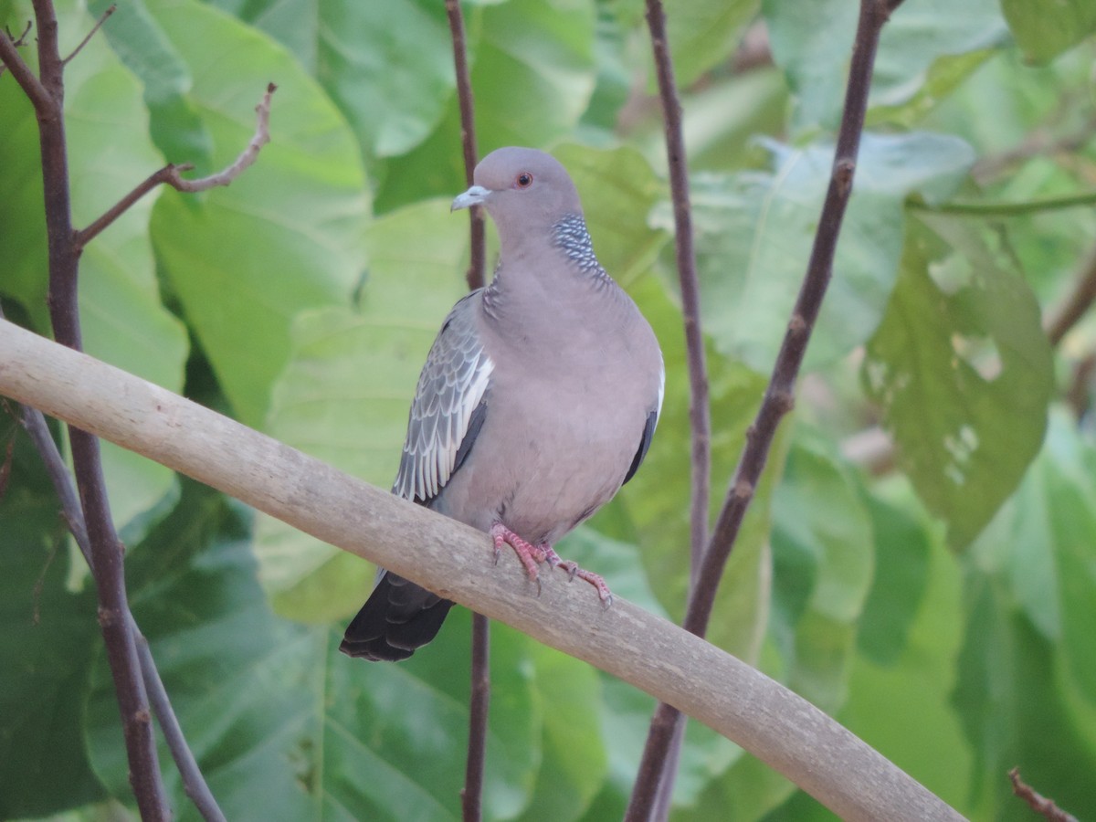 Темнохвостый голубь - ML644658459