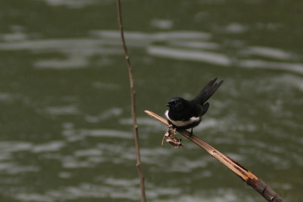 Hirondelle à ceinture blanche - ML644658460