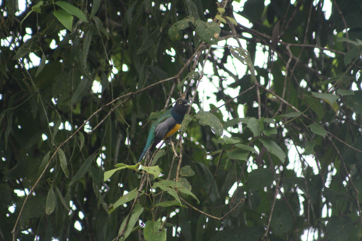 Gartered Violaceous Trogon - ML644658466