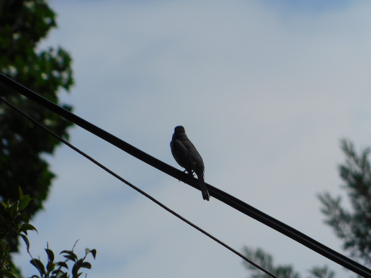 Golden-billed Saltator - ML644658470