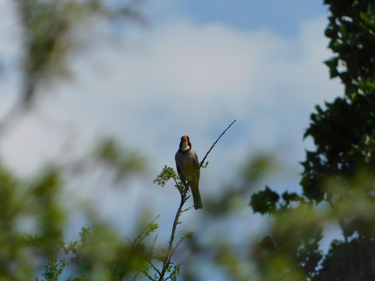 Golden-billed Saltator - ML644658471