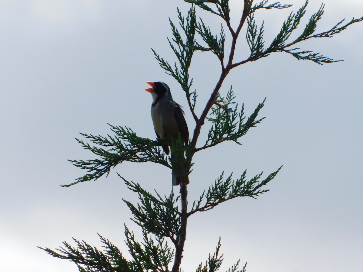 Golden-billed Saltator - ML644658472