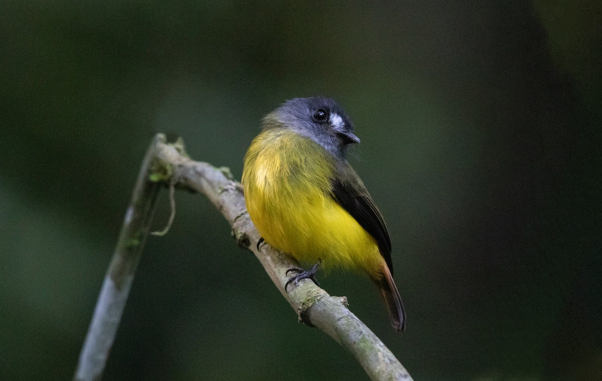 Ornate Flycatcher - ML644658473