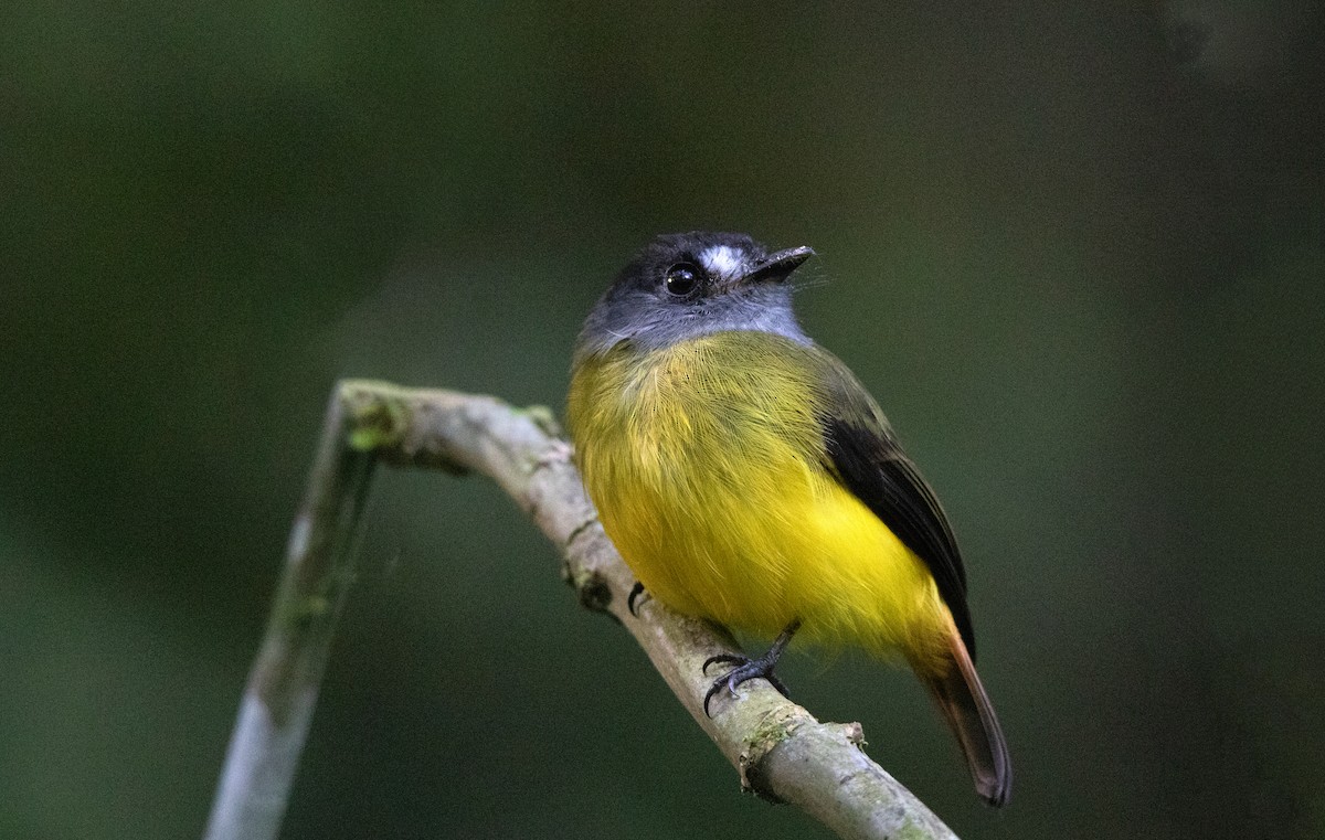 Ornate Flycatcher - ML644658474