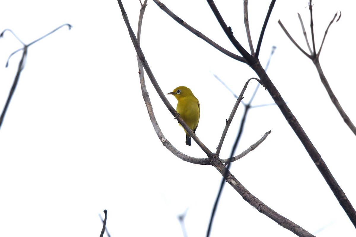 Wakatobi White-eye - ML644658476