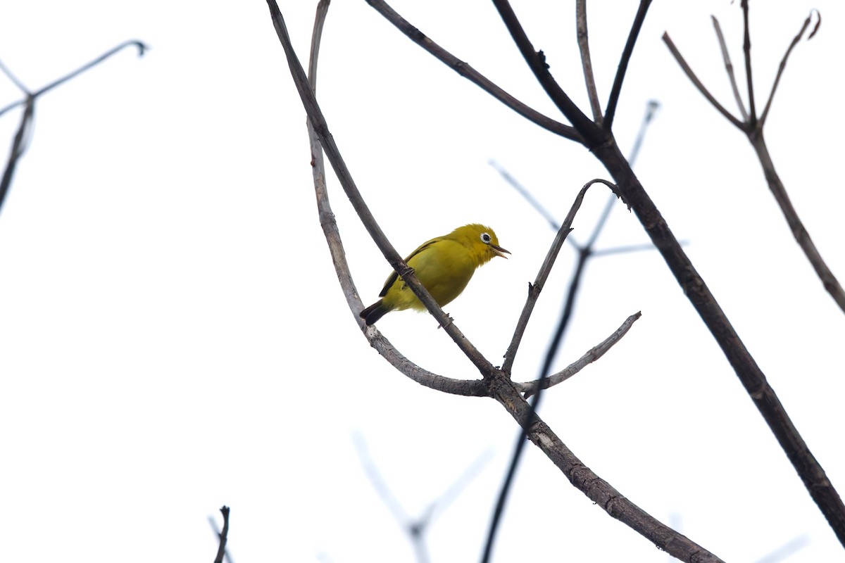 Wakatobi White-eye - ML644658477