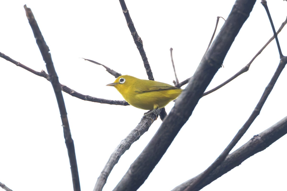 Wakatobi White-eye - ML644658480