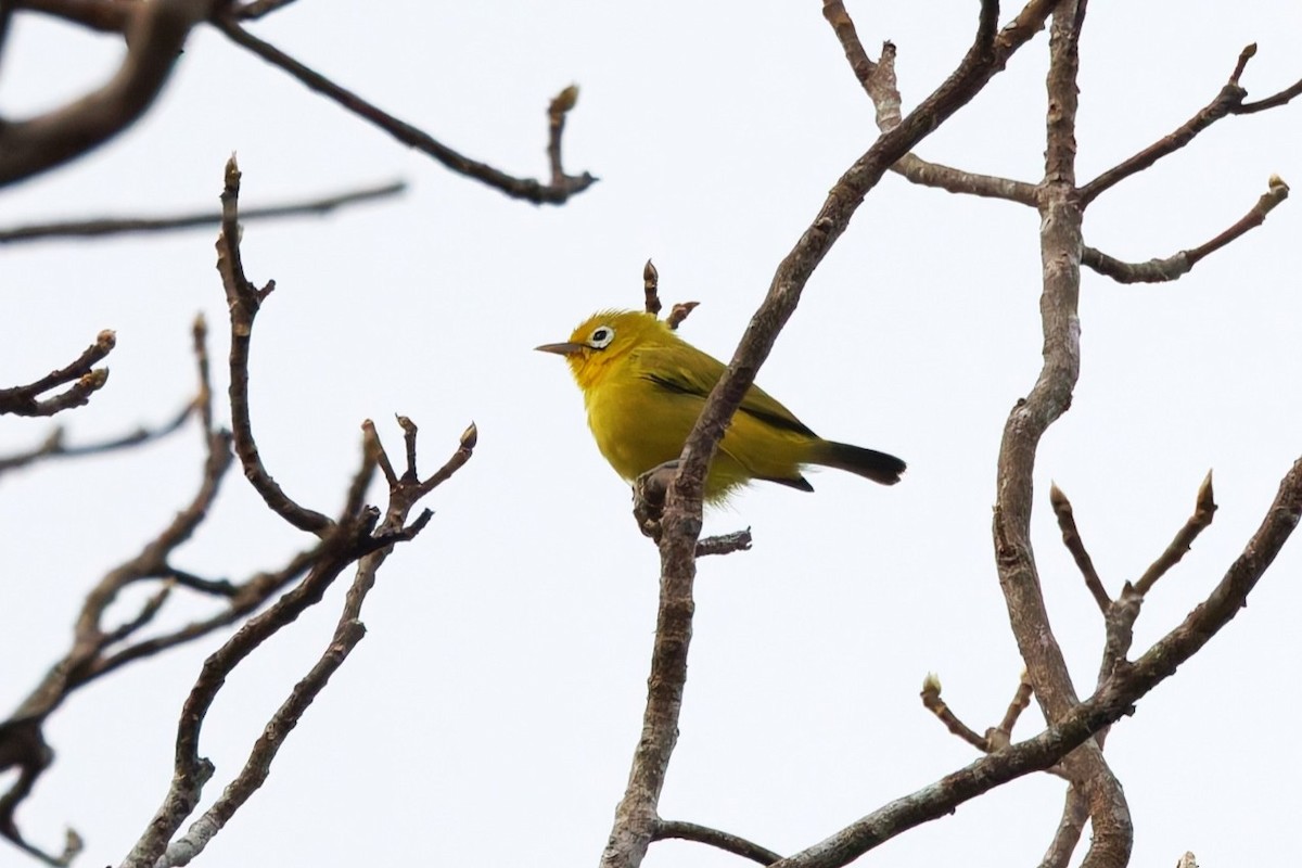 Wakatobi White-eye - ML644658481