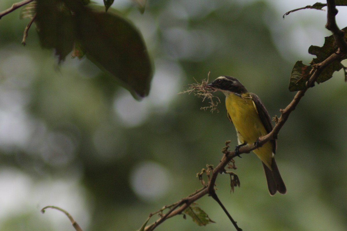 Rotscheitel-Maskentyrann - ML644658485