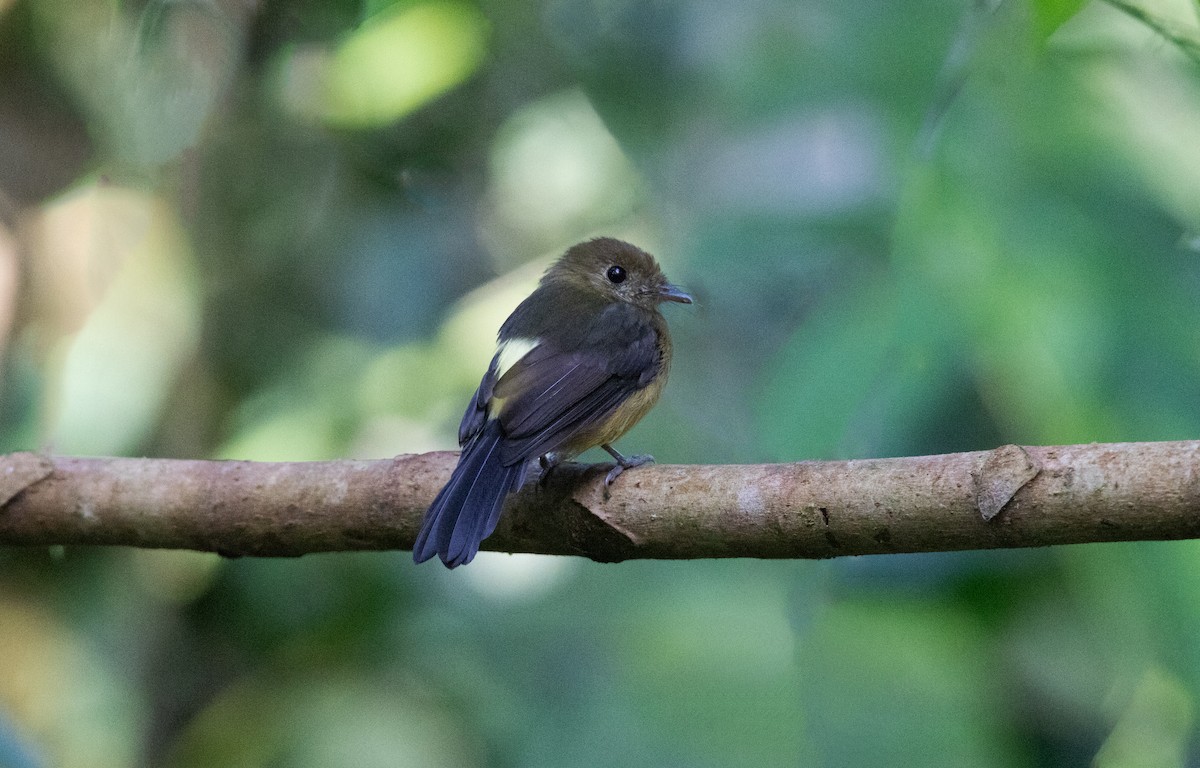 Tawny-breasted Flycatcher - ML644658486