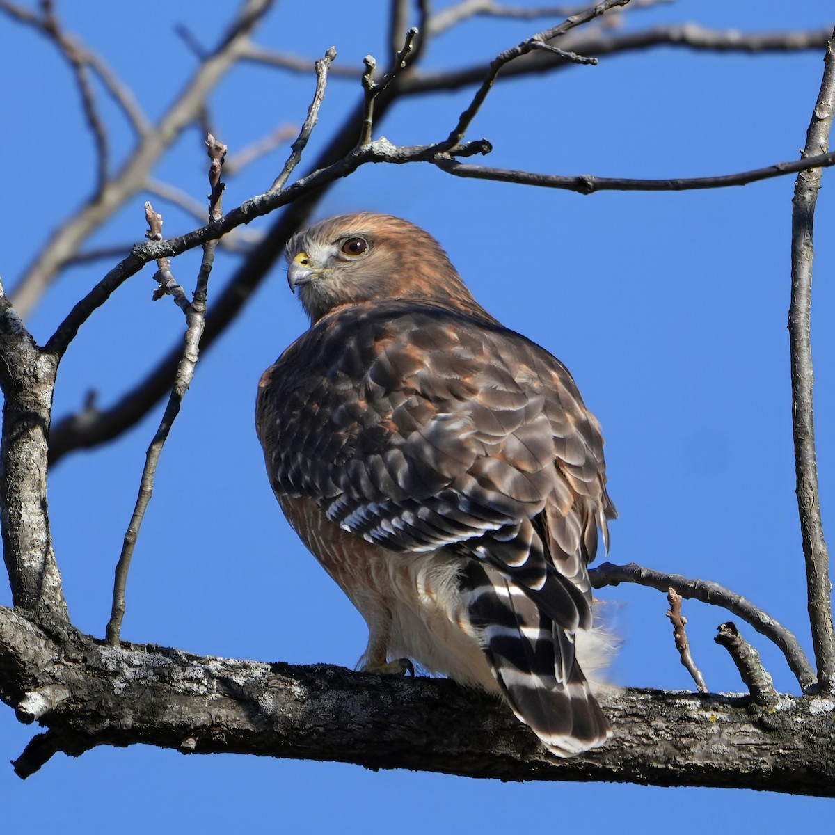 Red-shouldered Hawk - ML644658490