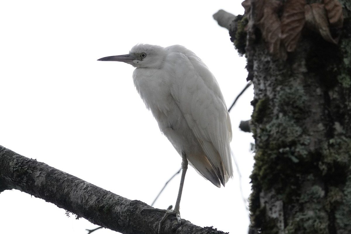 Little Blue Heron - ML644658499