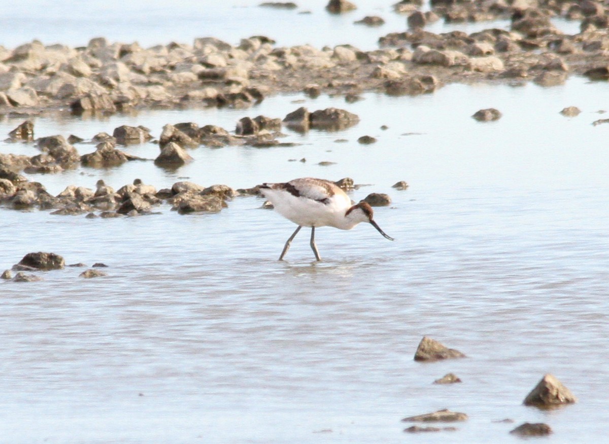 Шилоклювка - ML644658506