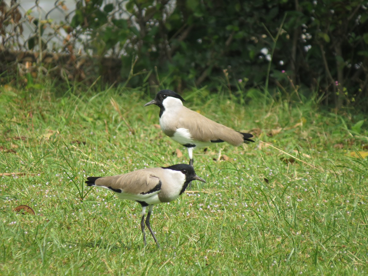 Чайка річкова - ML644658508