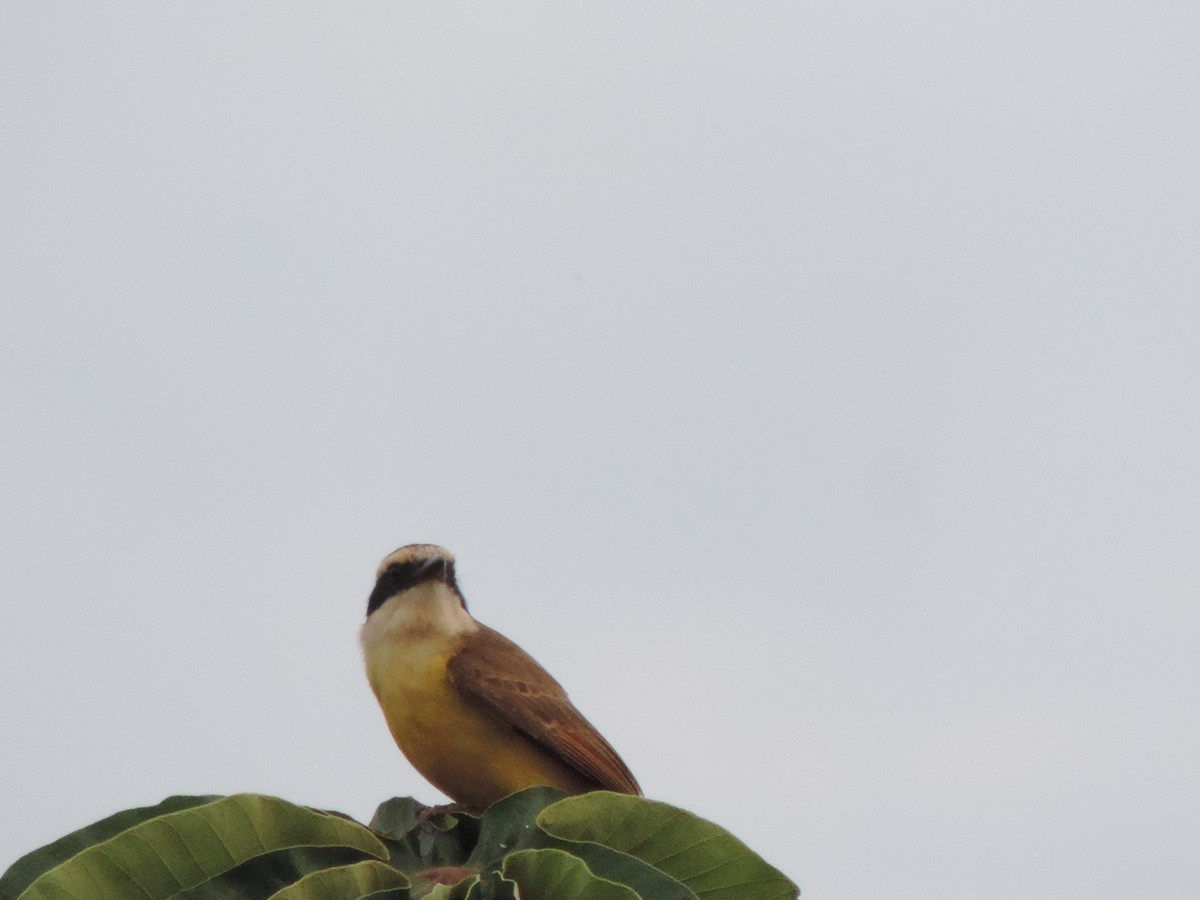 Büyük Kiskadi Tiranı - ML644658514