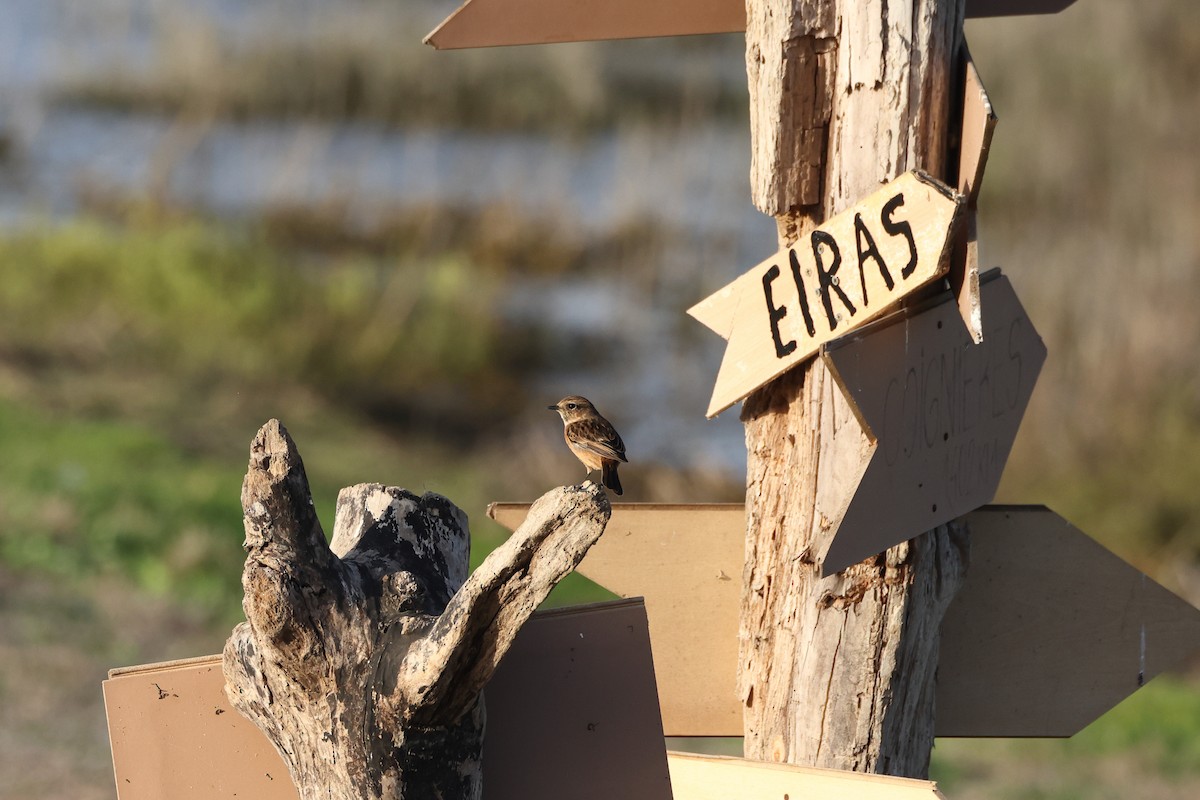 Трав'янка чорноголова - ML644658515