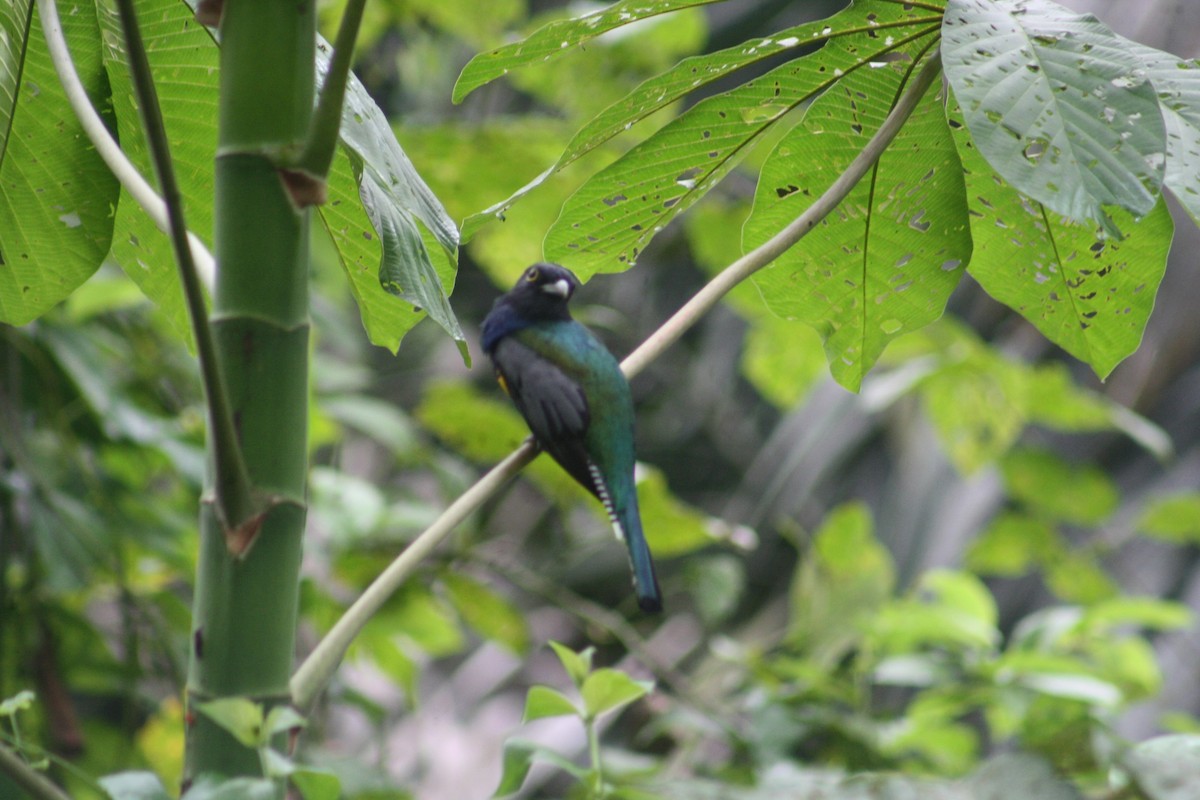 Gartered Violaceous Trogon - ML644658519