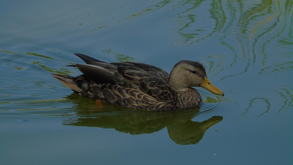 Mexican Duck - ML644658520