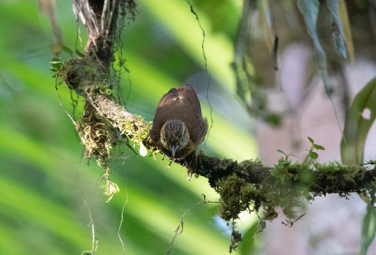 Scaly-throated Foliage-gleaner - ML644658523