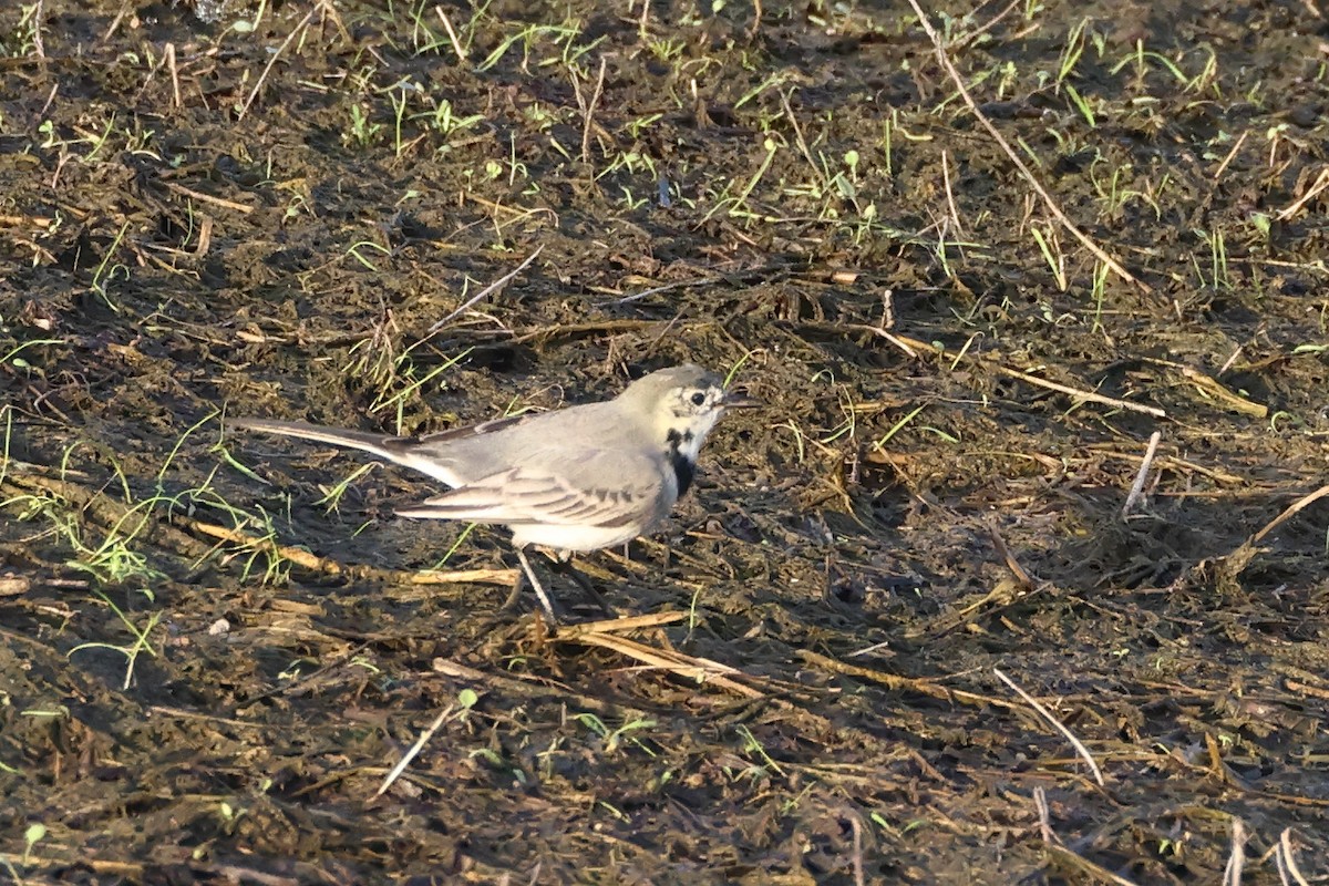 Bergeronnette grise - ML644658525