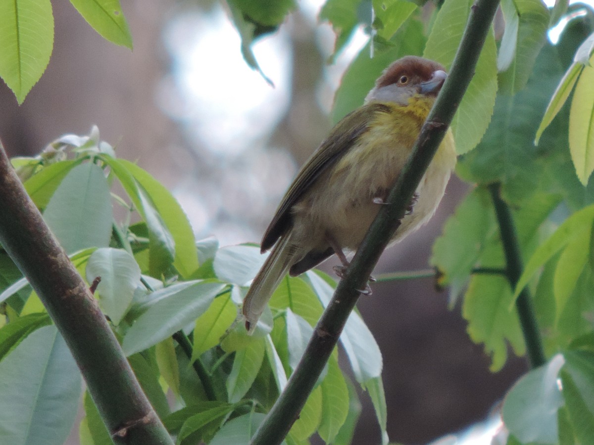 Rufous-browed Peppershrike - ML644658532