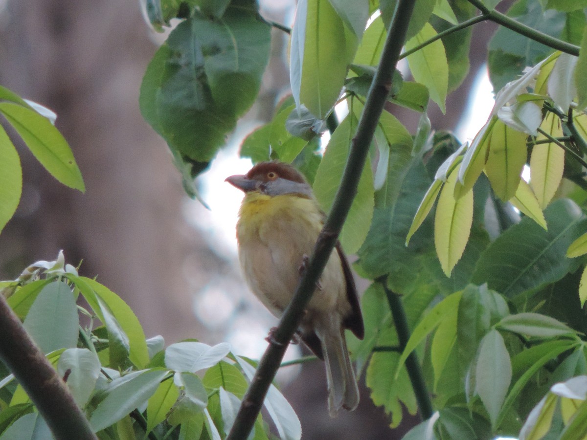 Rufous-browed Peppershrike - ML644658538