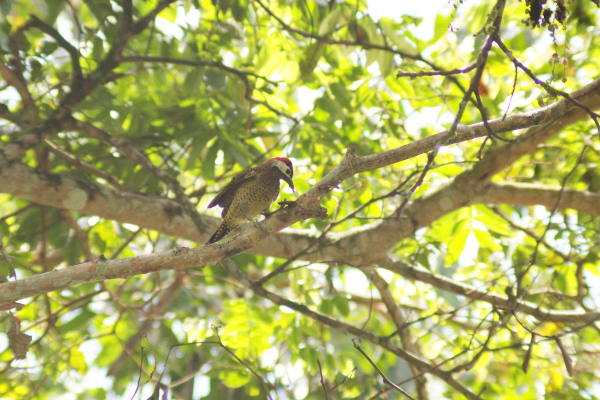 svartpannespett - ML644658540