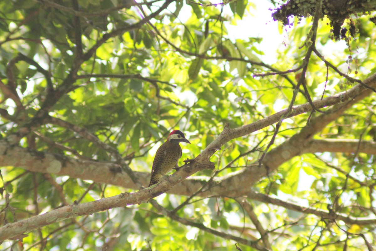 svartpannespett - ML644658541