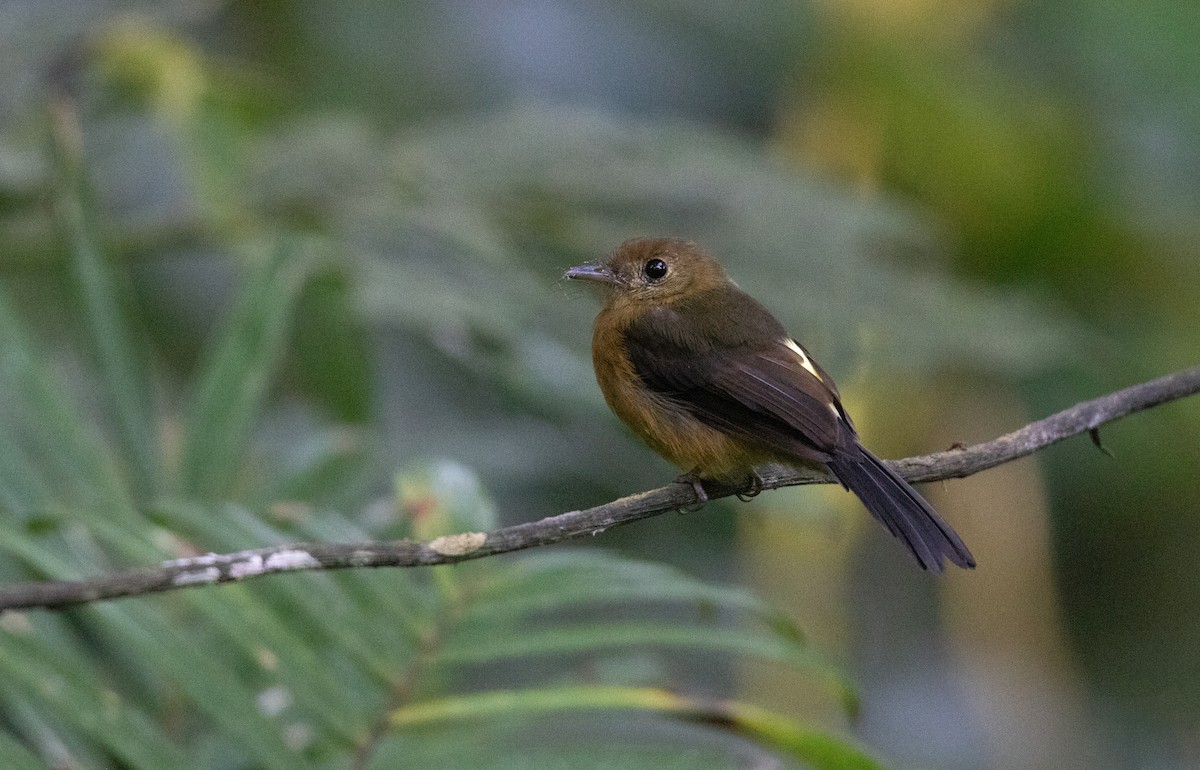 Barbichon hérissé - ML644658546