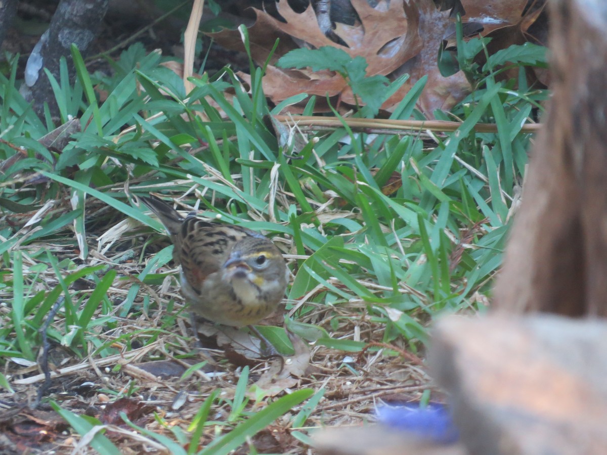 Dickcissel - ML644658553