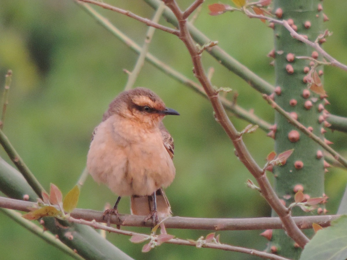 マミジロマネシツグミ - ML644658555