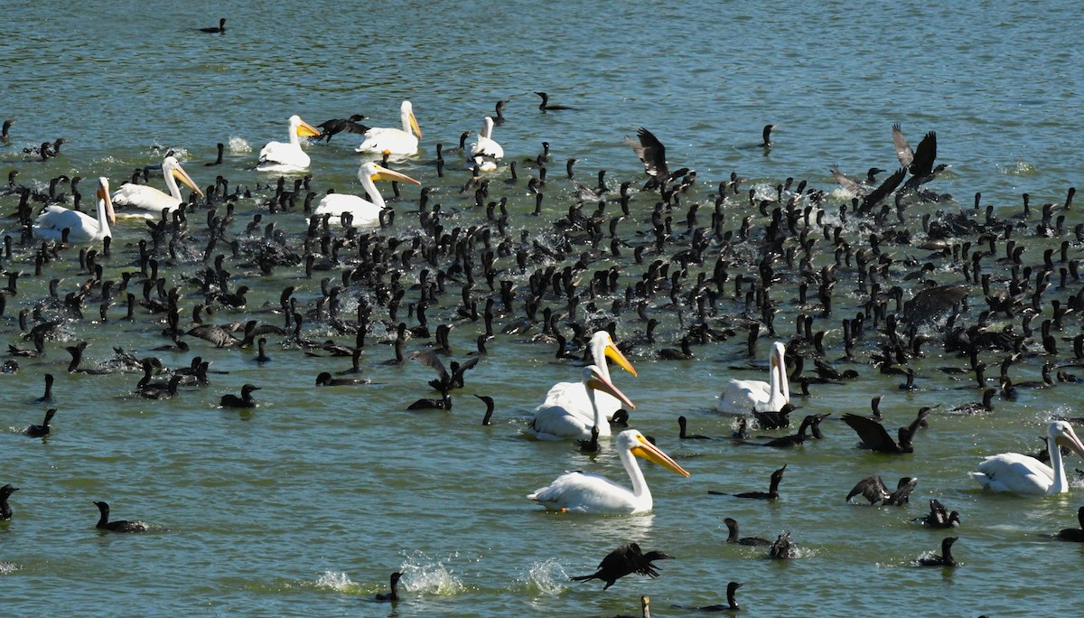 Double-crested/Neotropic Cormorant - ML644658556
