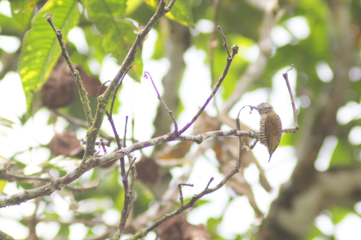 Carpinterito de Lafresnaye - ML644658559