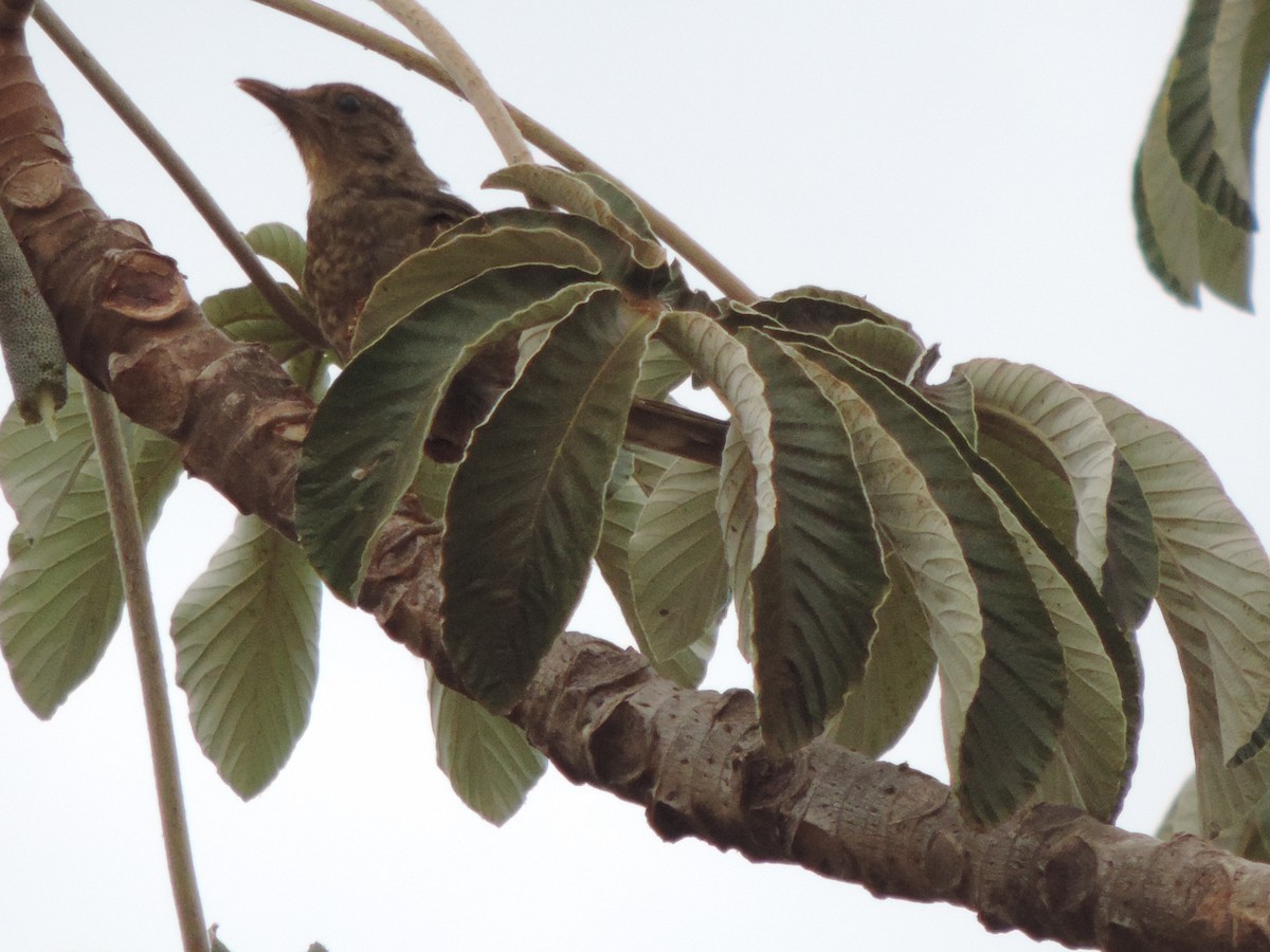 Pale-breasted Thrush - ML644658560