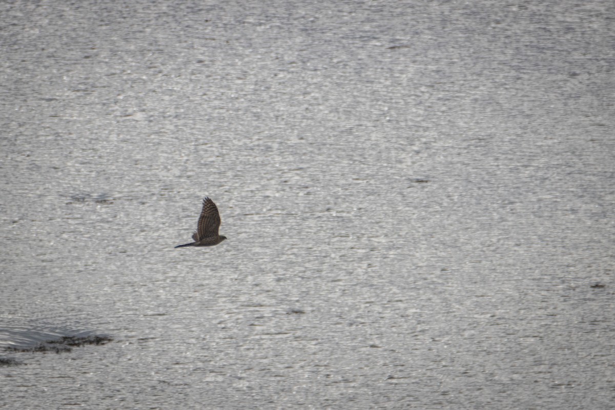 American Goshawk - ML644658561