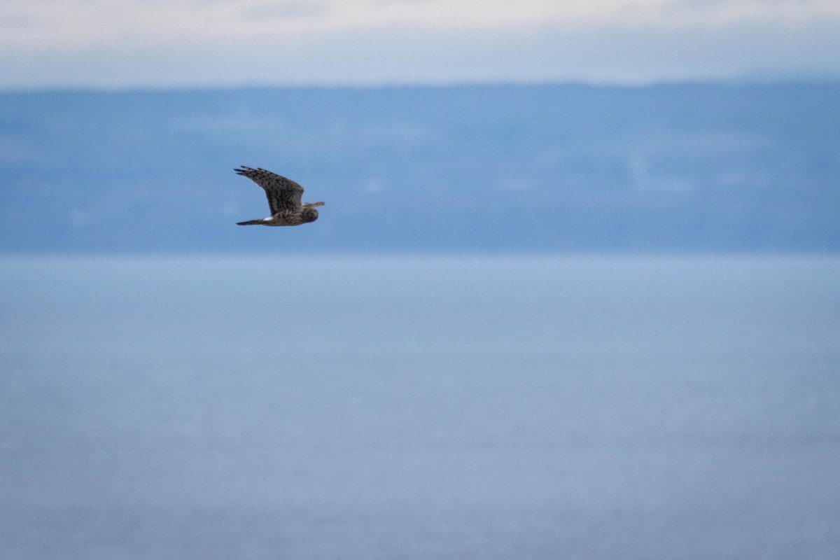 Northern Harrier - ML644658567