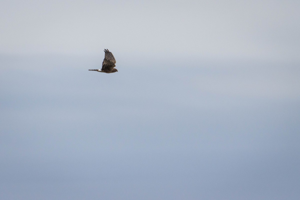 Northern Harrier - ML644658568