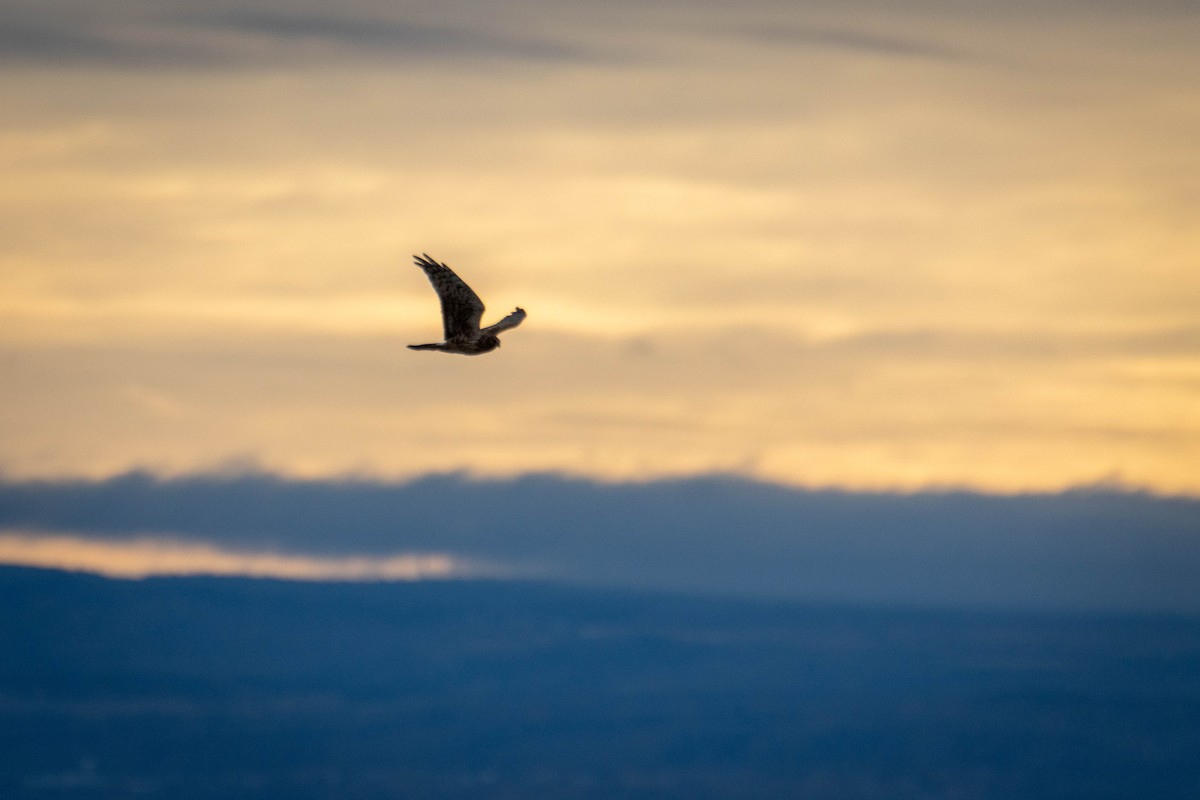 Northern Harrier - ML644658569
