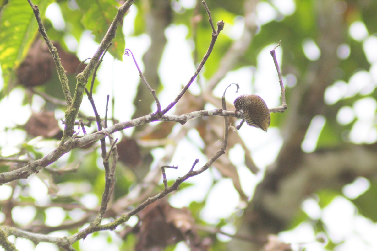 Carpinterito de Lafresnaye - ML644658570