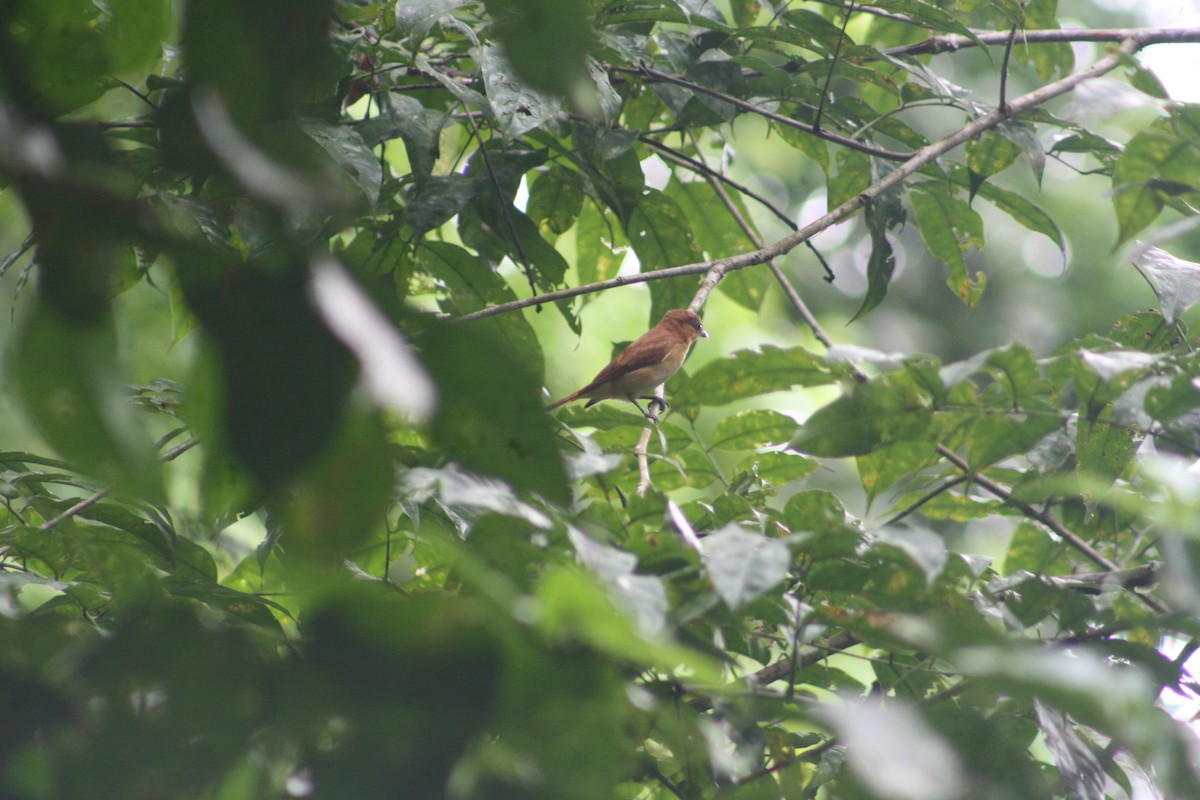 Cinnamon Becard - ML644658571